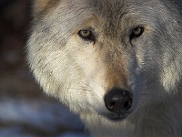 Arctic Wolf 051